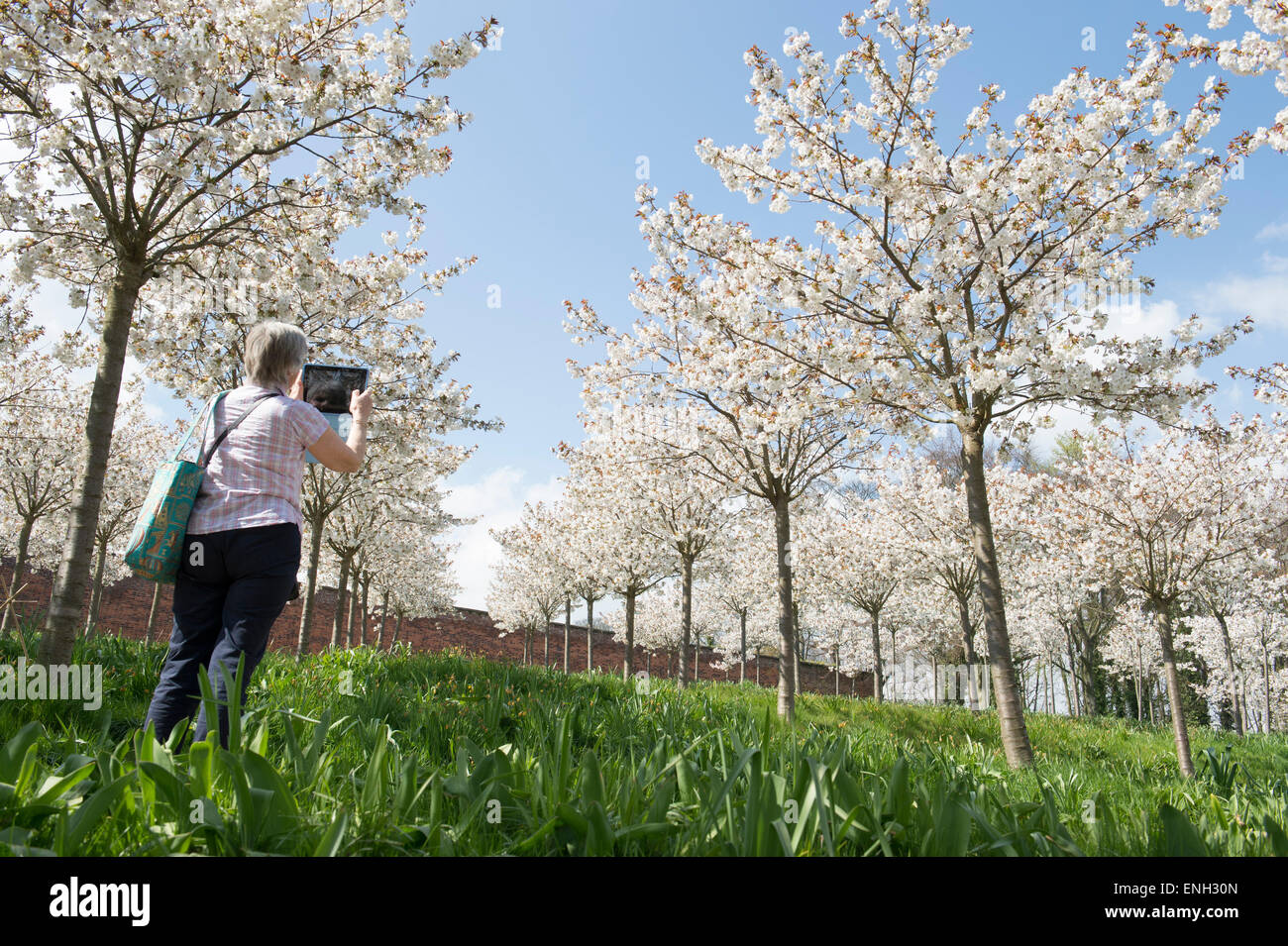 Woman taking photos on an ipad of the Prunus serrulata Tai Haku orchard at Alnwick Gardens, Northumberland, England Stock Photo
