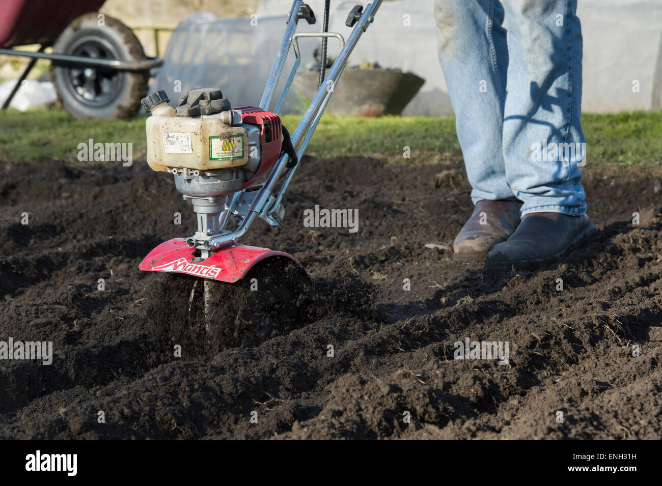Gardener rotavating a vegetable garden preparing the soil for planting. England Stock Photo