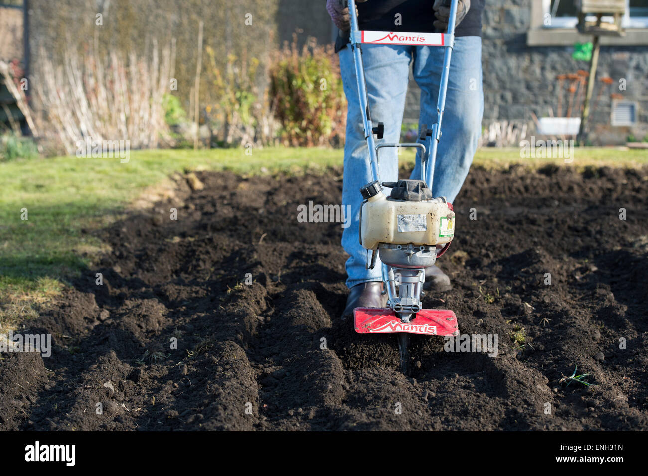 Gardener Rotavating A Vegetable Garden Preparing The Soil For Planting