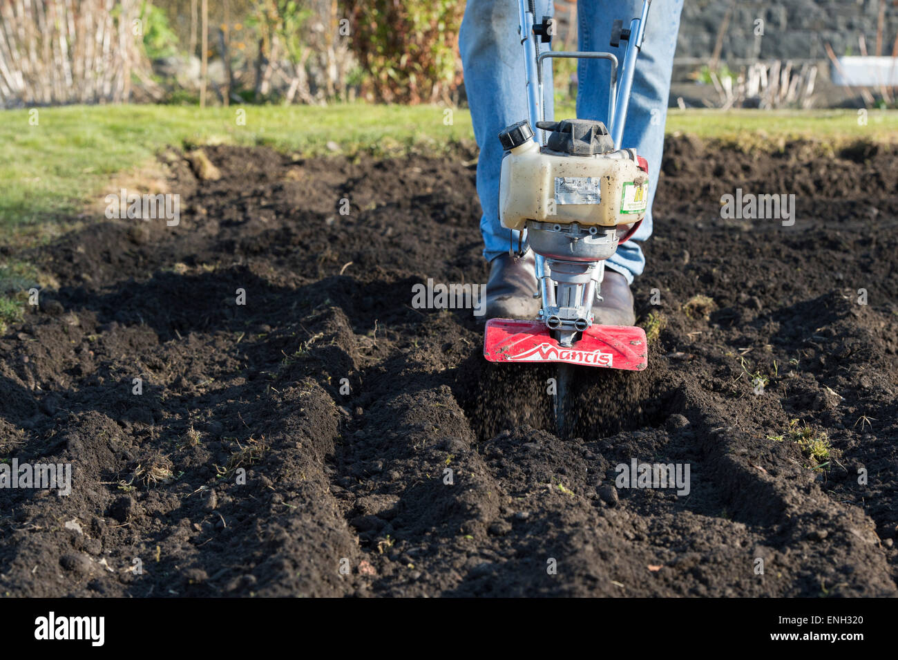 Gardener rotavating a vegetable garden preparing the soil for planting. England Stock Photo