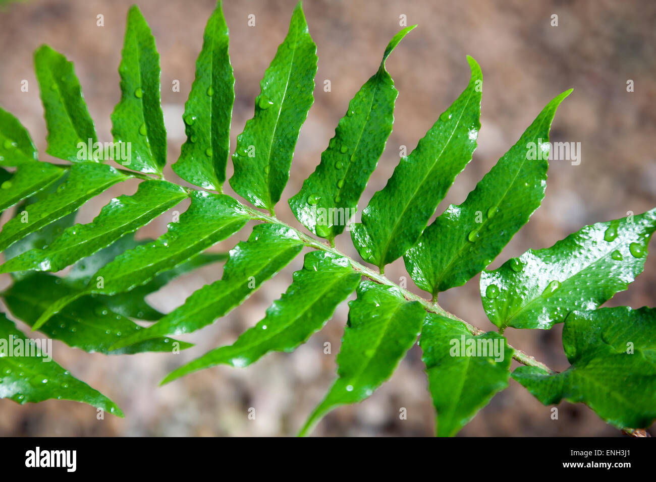 Japanese Holly Farn (cyrtomium falcatum) Stock Photo