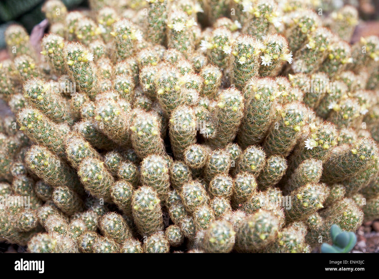 Gold lace cactus or ladyfinger cactus (mammillaria elongata) Stock Photo