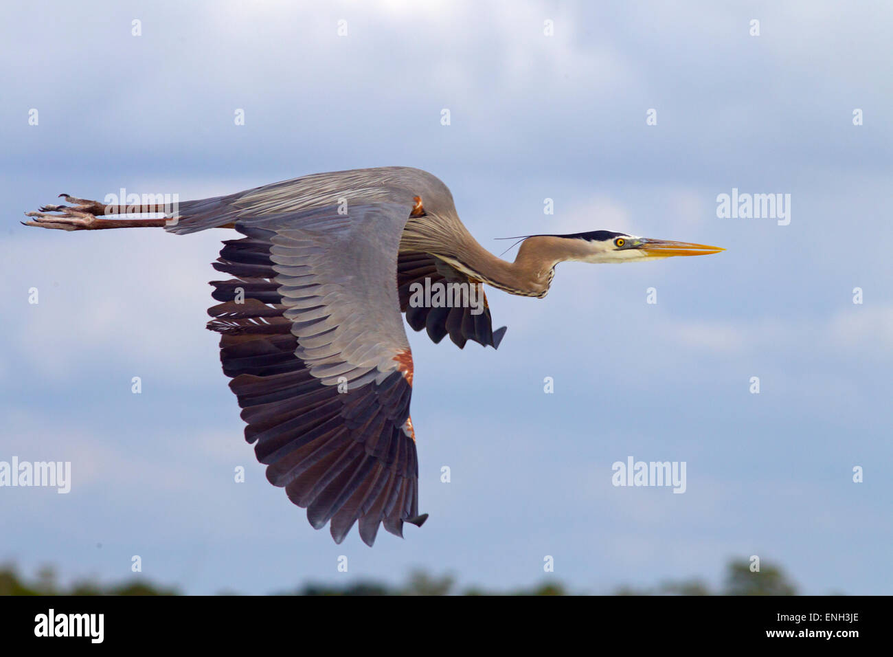 Great Blue Heron Ardea herodias flying over  lagoon Fort Myers beach Gulf Coast Florida USA Stock Photo