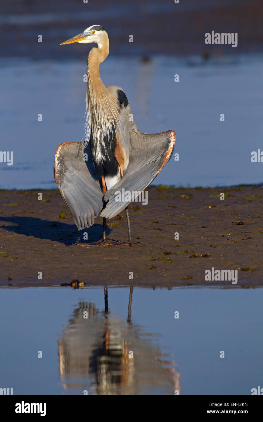 Great Blue Heron Ardea herodias drying wings in lagoon Stock Photo