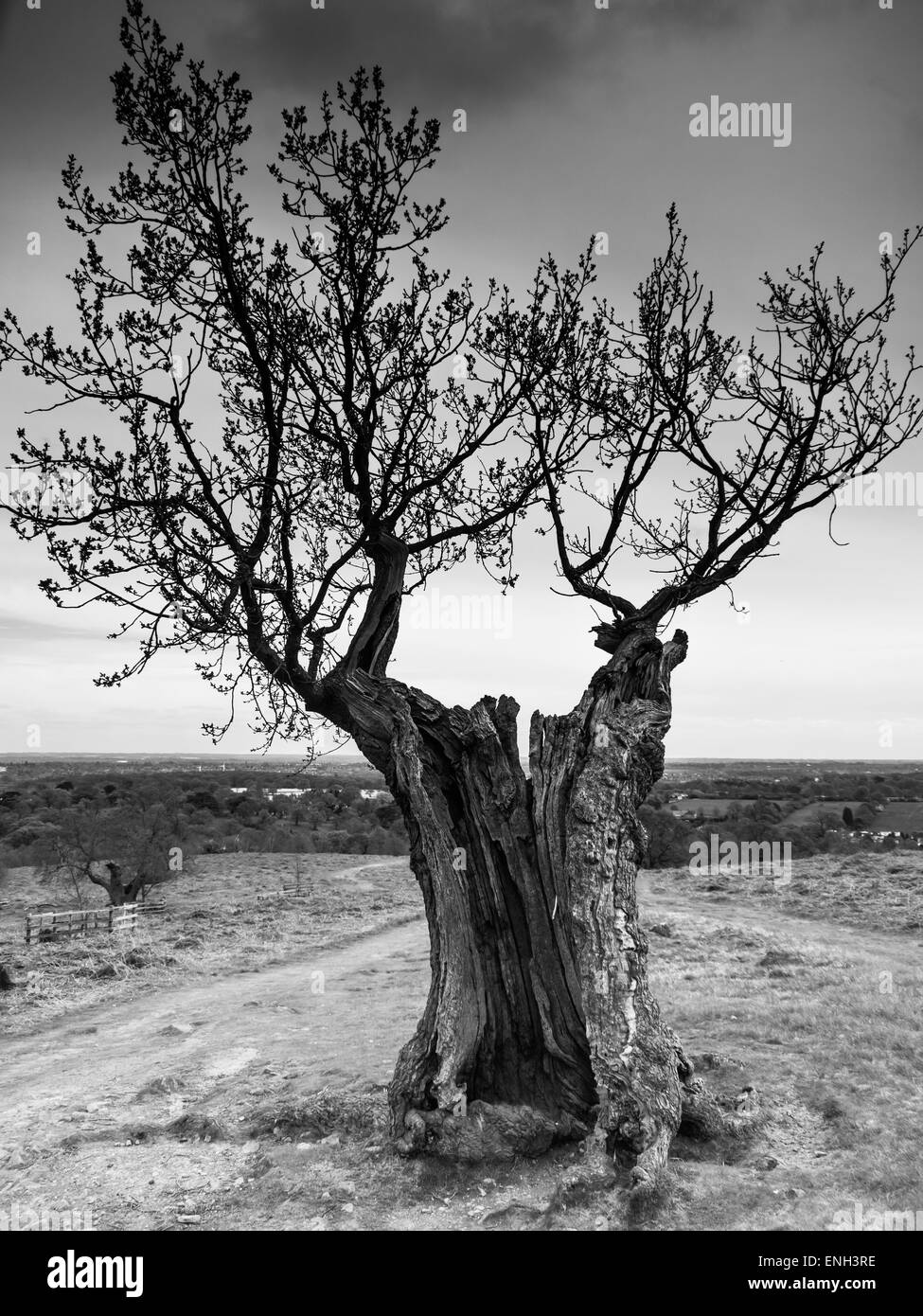 Old oak tree Black and White Stock Photos & Images - Alamy