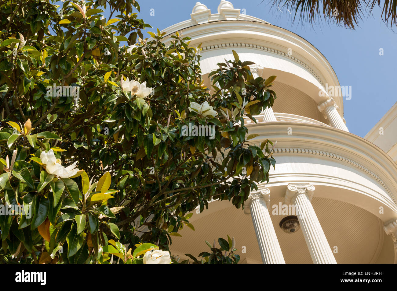 Magnolia tree blooming at the PorcherSimonds House on East Battery in historic Charleston, SC