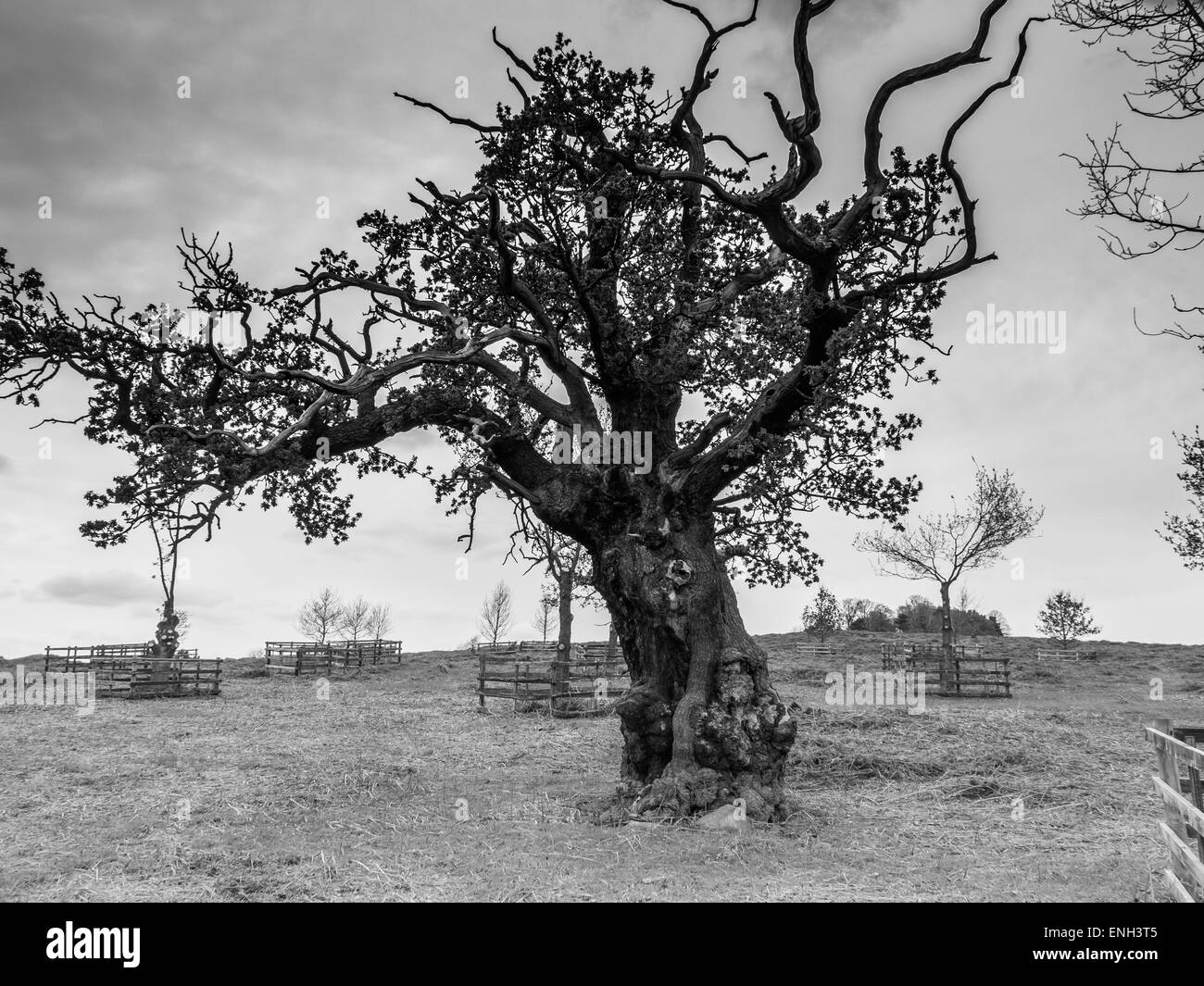 Gnarly old tree in black and white Stock Photo Alamy