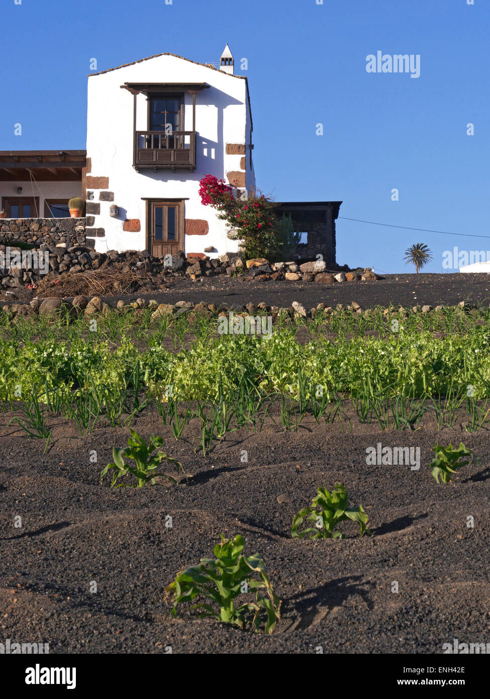 Agriculture Lanzarote with vegetables growing in the 'picon' volcanic soil Finca farmhouse behind Canary Islands Spain EU Stock Photo