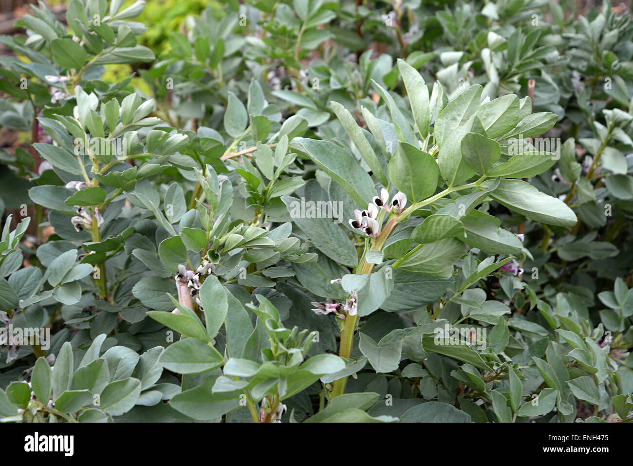 Broad bean plants with edible flowers growing in Radlett Allotments, Hertfordshire. Stock Photo