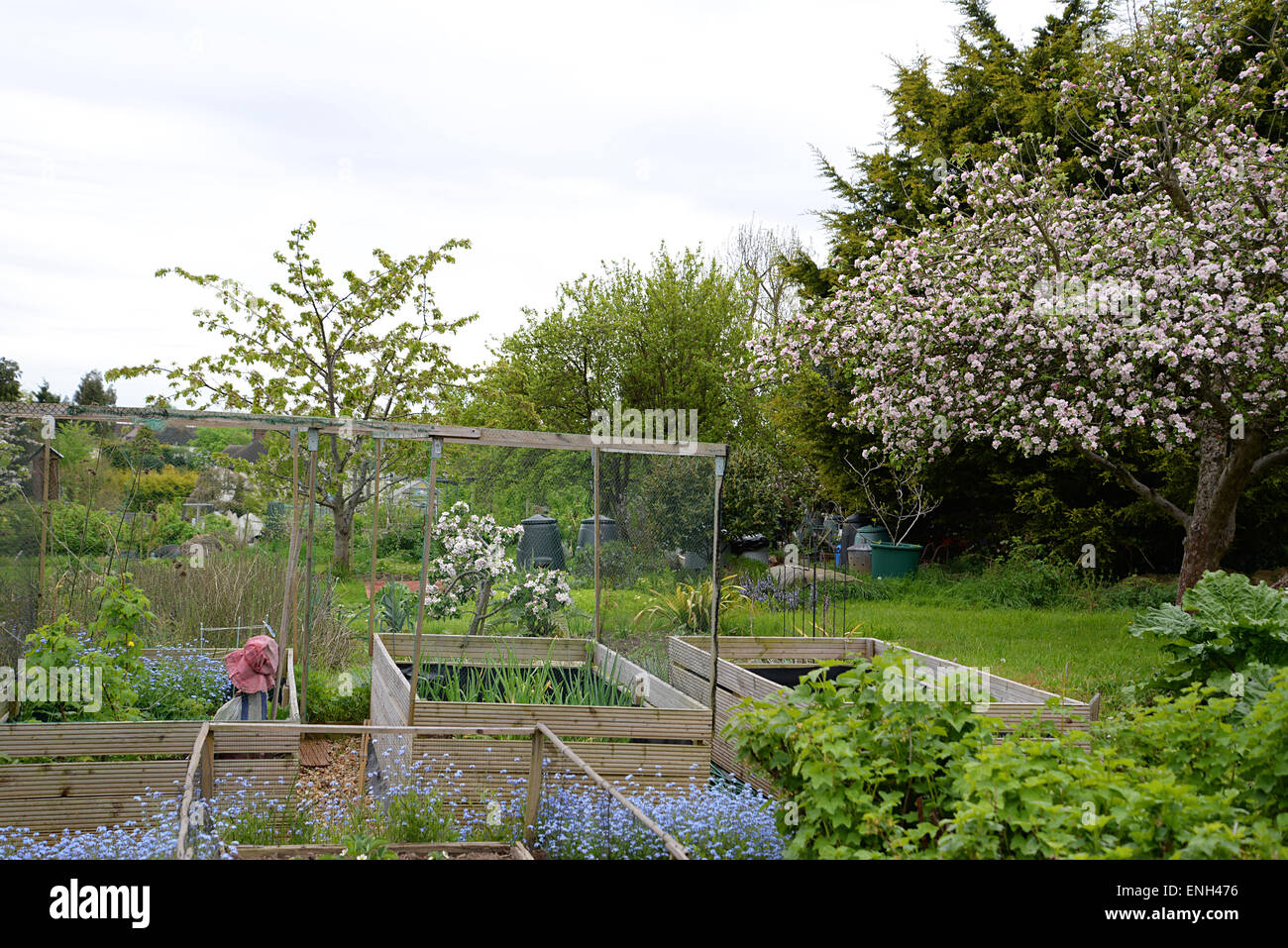 Allotment gardening plots in Radlett, Hertfordshire Stock Photo