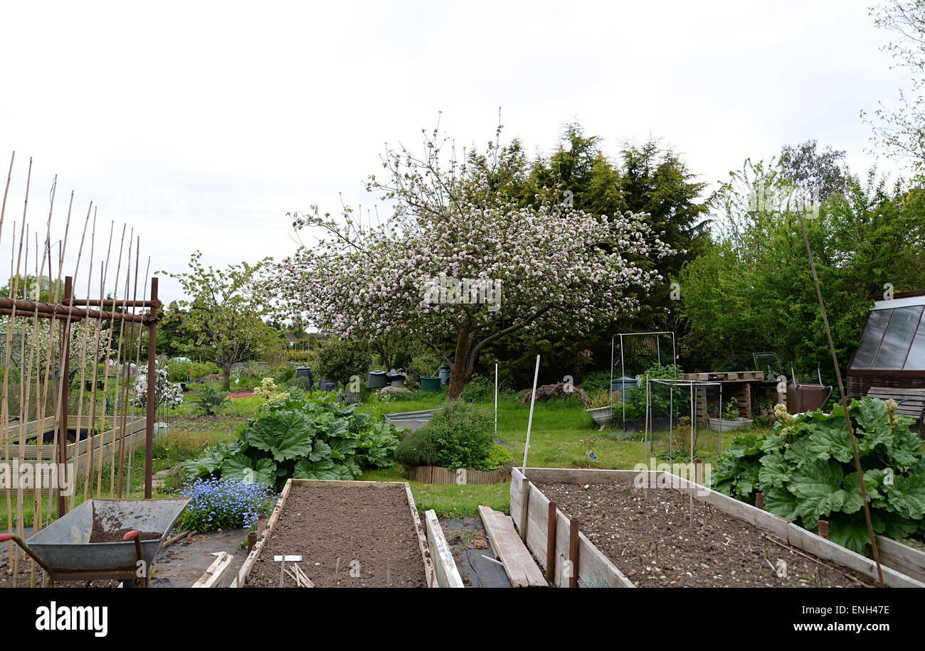 Allotment gardening plots in Radlett, Hertfordshire Stock Photo