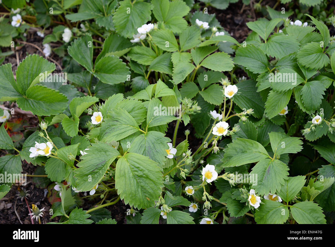 Strawberry plants with flowers grown in allotment gardens in Radlett,Hertfordshire. Stock Photo