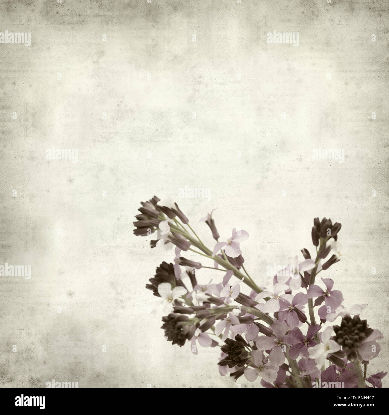 textured old paper background with Erysimum; scoparium, plant endemic to Gran Canaria Stock Photo