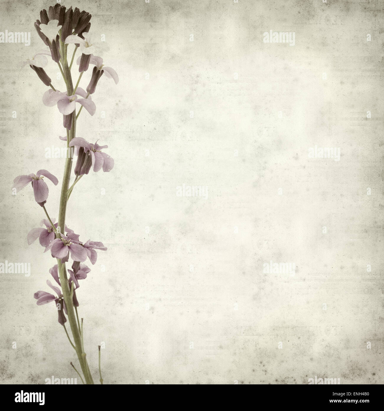 textured old paper background with Erysimum; scoparium, plant endemic to Gran Canaria Stock Photo