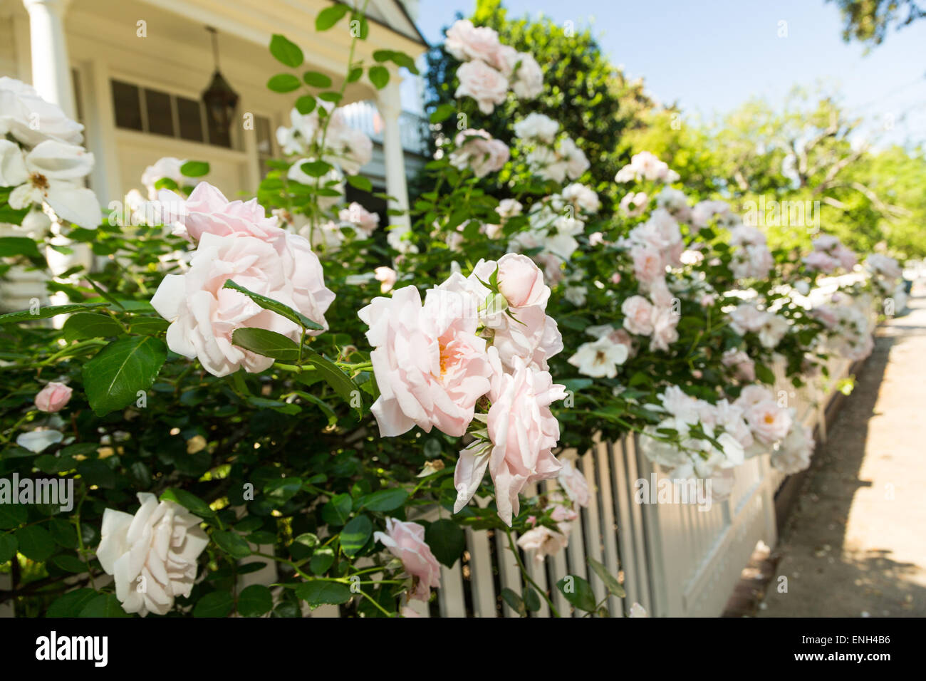 A picket fence with climbing roses on Lamboll Street in historic Charleston, SC Stock Photo Alamy