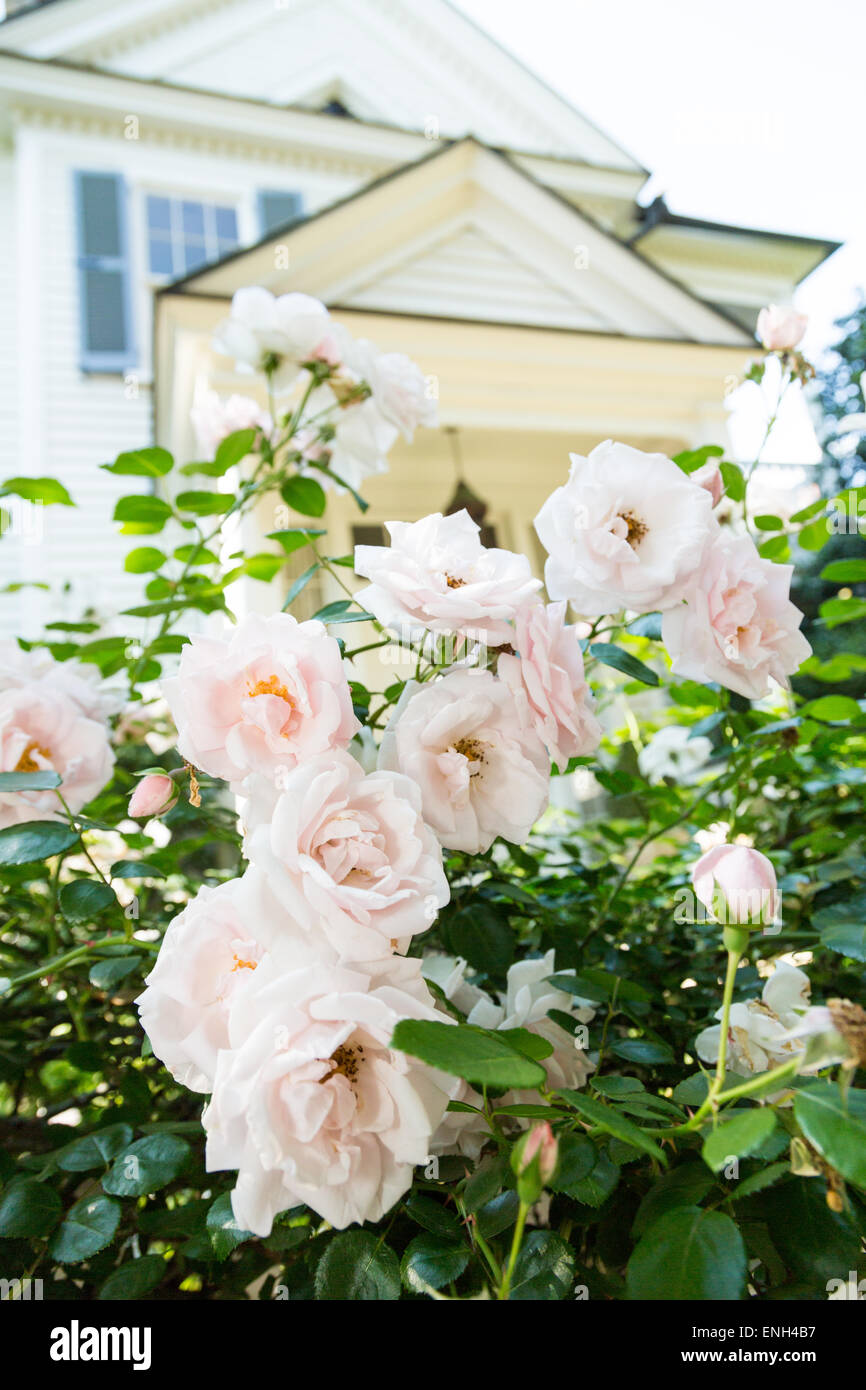 A picket fence with climbing roses on Lamboll Street in historic Charleston, SC Stock Photo Alamy