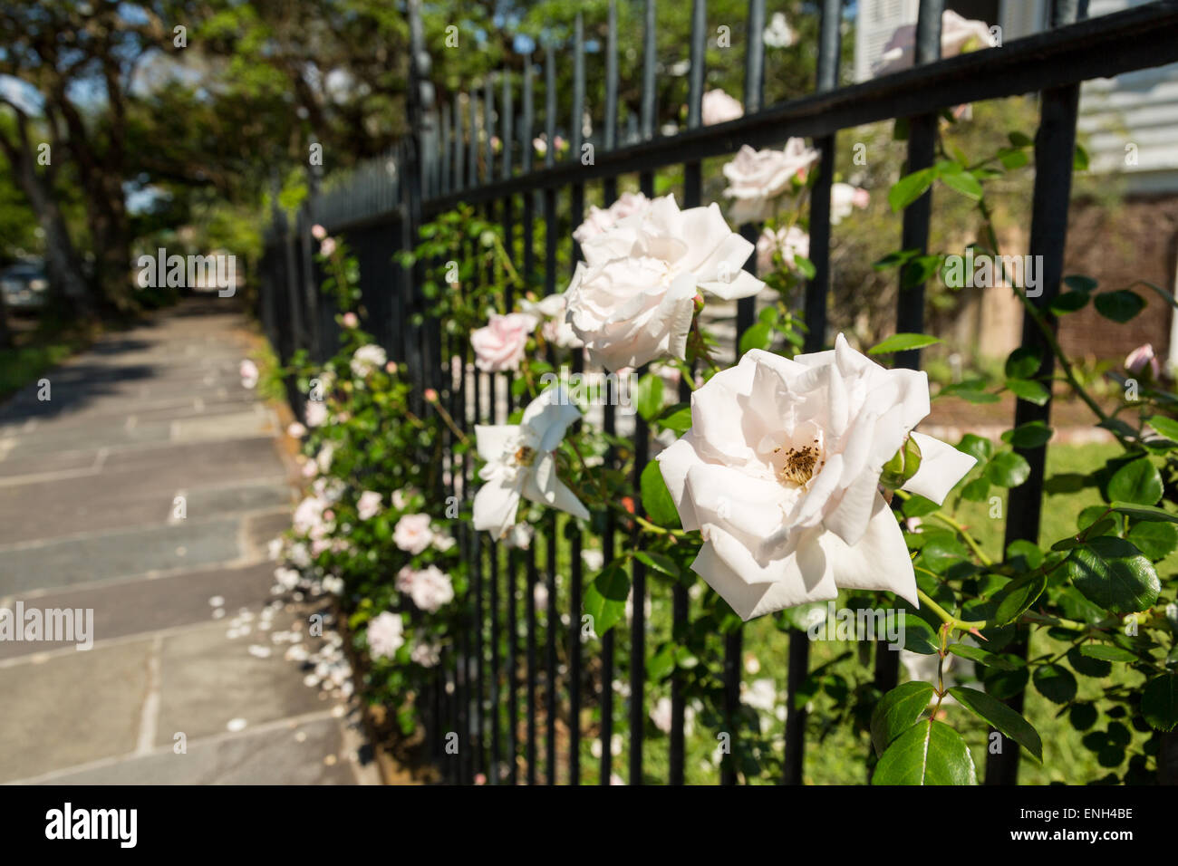Climbing roses at the Thomas Savage House on South Battery in historic