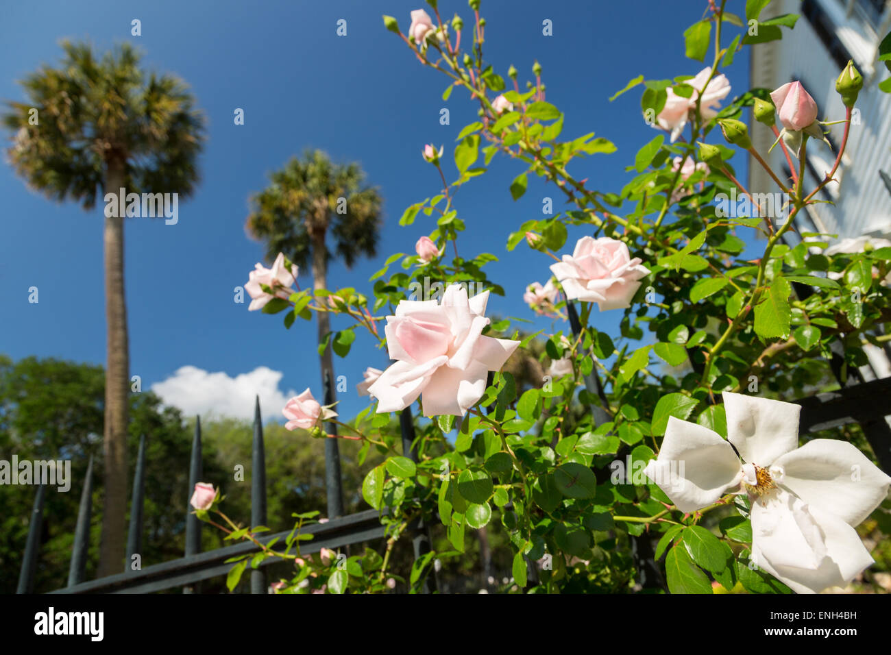 Climbing roses at the Thomas Savage House on South Battery in historic
