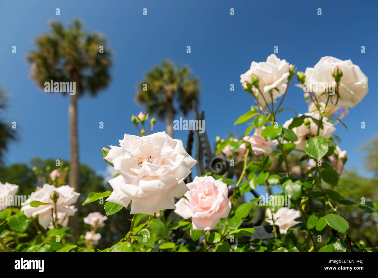 Climbing roses at the Thomas Savage House on South Battery in historic