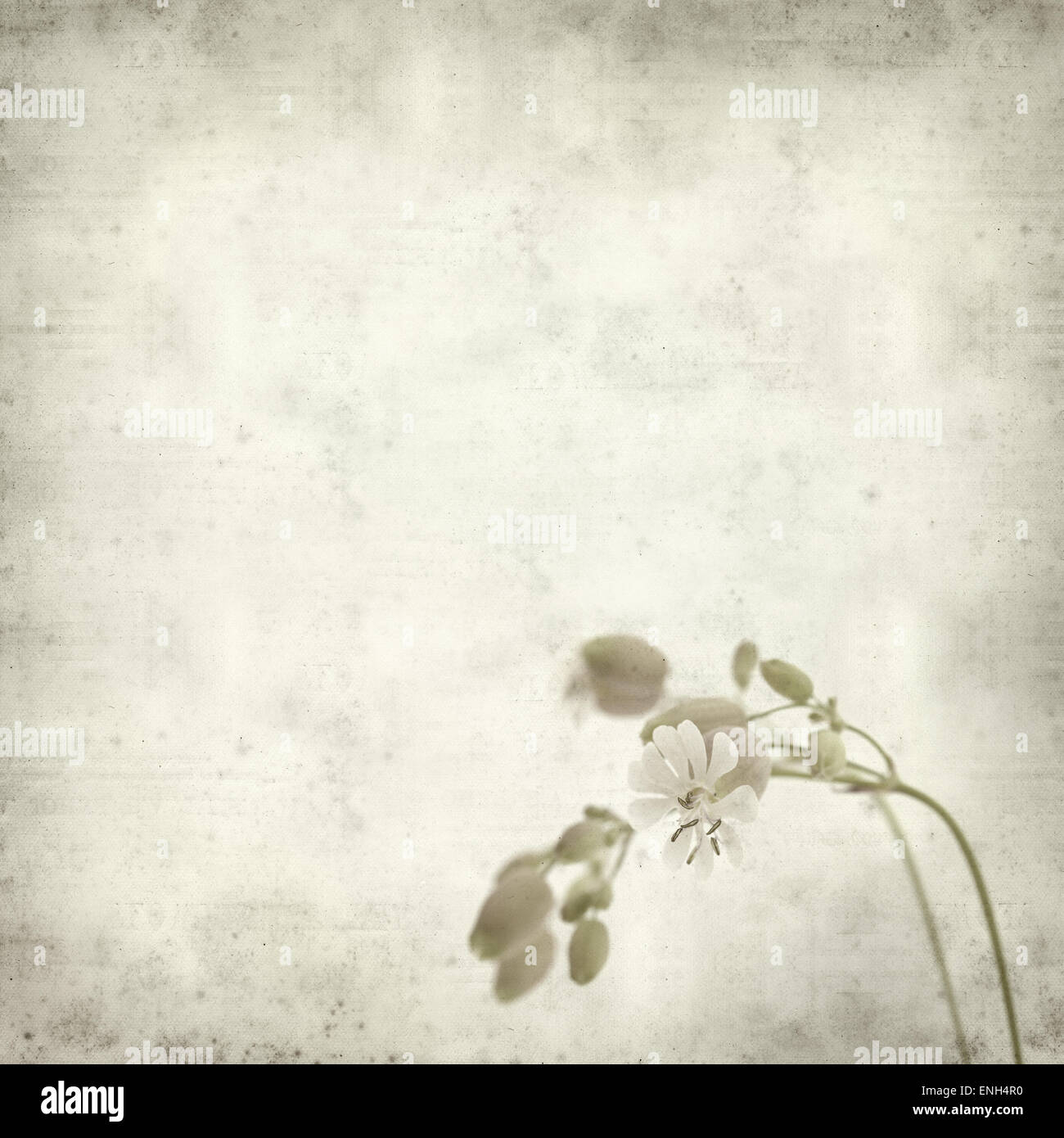 textured old paper background with Silene vulgaris, or bladder campion Stock Photo