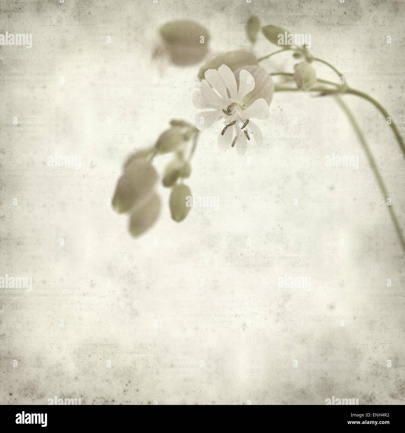 textured old paper background with Silene vulgaris, or bladder campion Stock Photo
