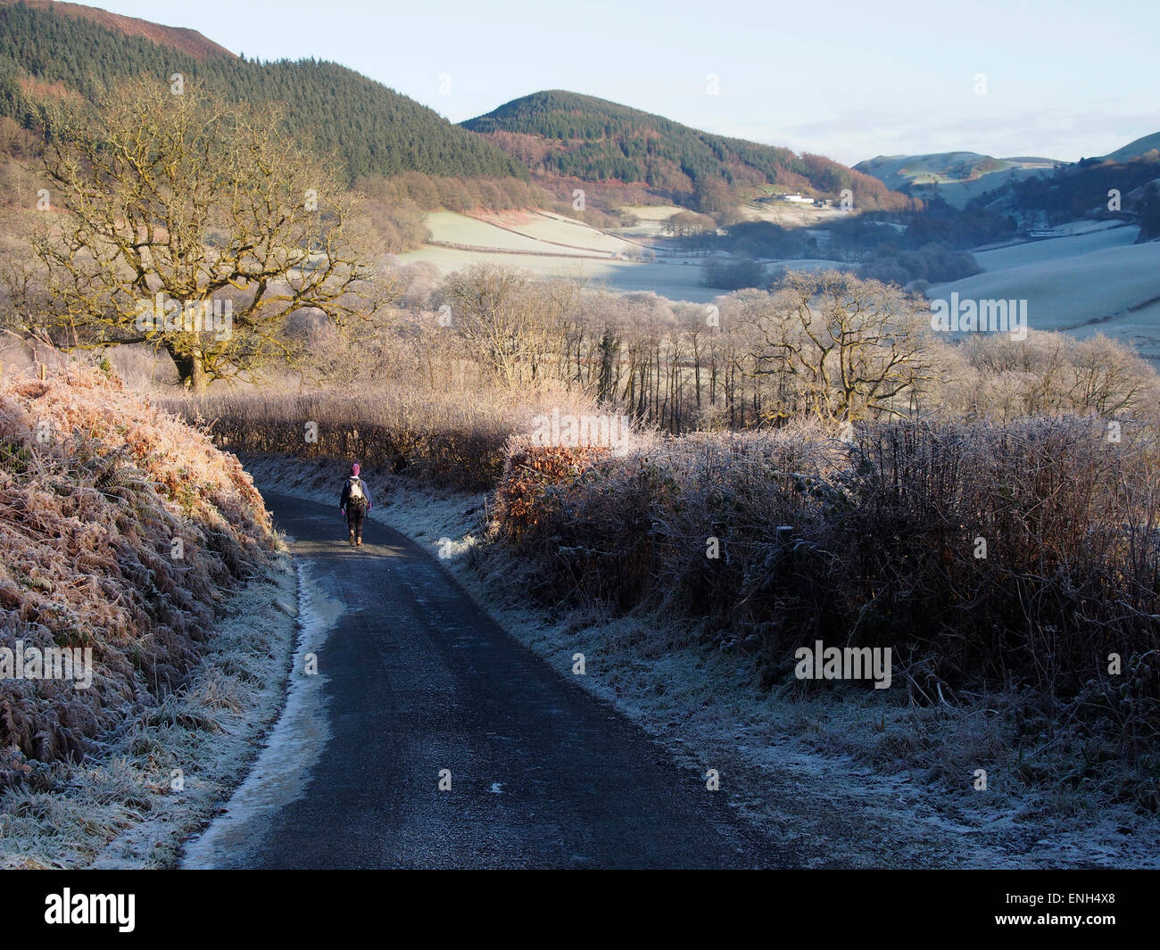 Frosty lane near CwrtyCadno, Wales Stock Photo Alamy
