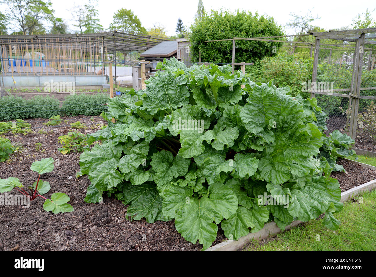 Rhubarb bush with huge leaves growing in allotment in Radlett, Hertfordshire. Stock Photo