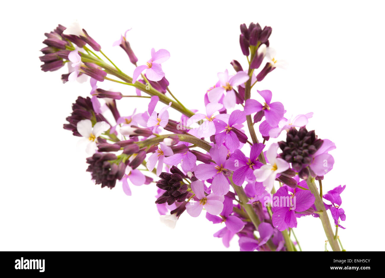 Erysimum albescens, plant endemic to Gran Canaria, isolated Stock Photo