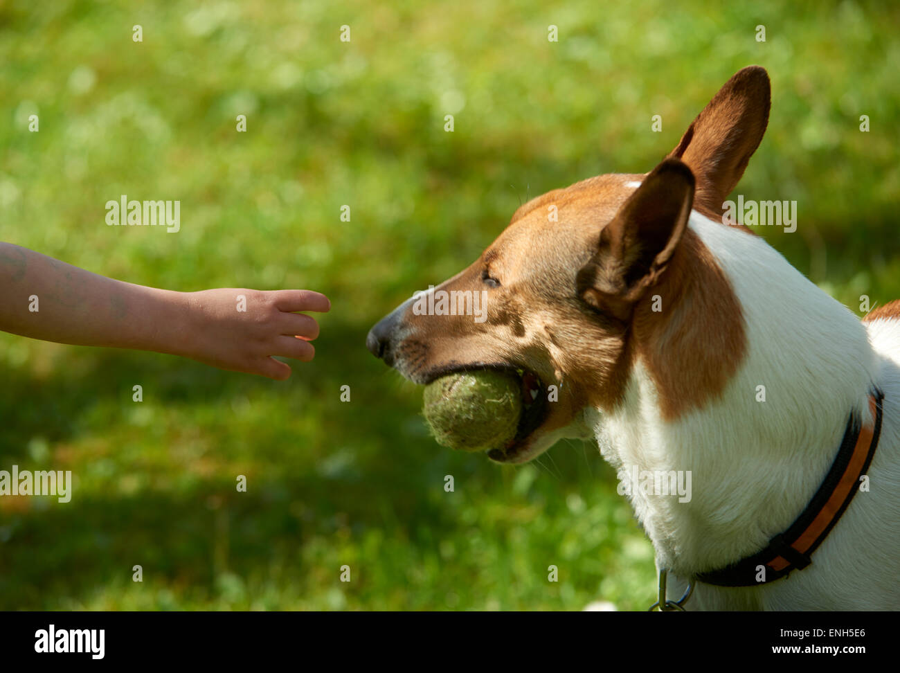 Child little blond girl playing with dog Smooth Collie in park, summertime Stock Photo