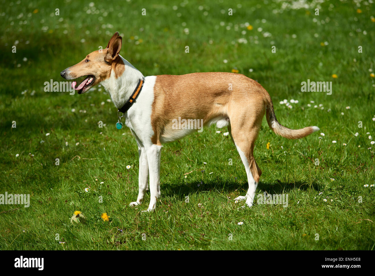 Short-Haired Smooth Collie dog on rural road, summer Stock Photo - Alamy