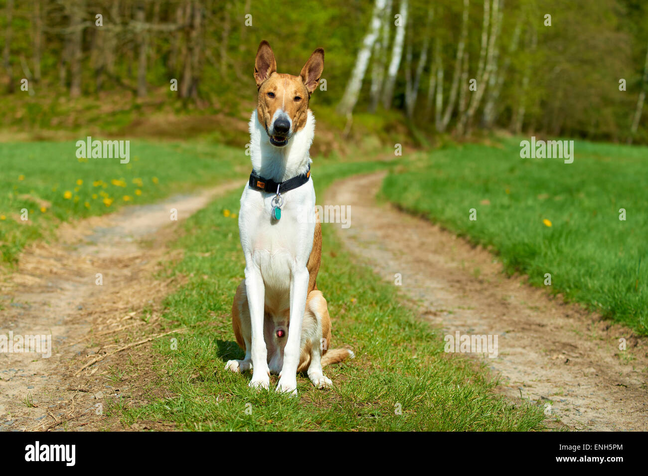 Short-Haired Smooth Collie dog on rural road, summer Stock Photo