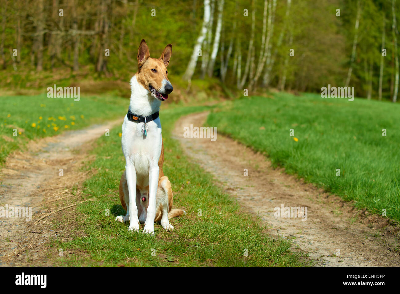 Do Short Haired Border Collies Grow Hair Pets