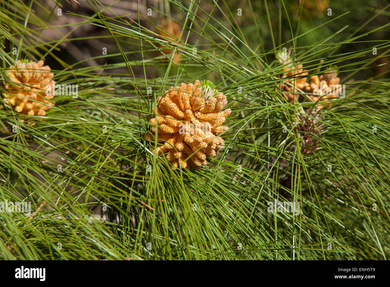 Pinus canariensis, Canarian Pine, male cones in spring Stock Photo