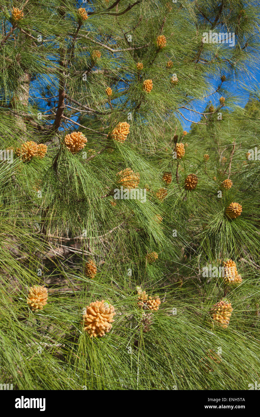 Pinus canariensis, Canarian Pine, male cones in spring Stock Photo
