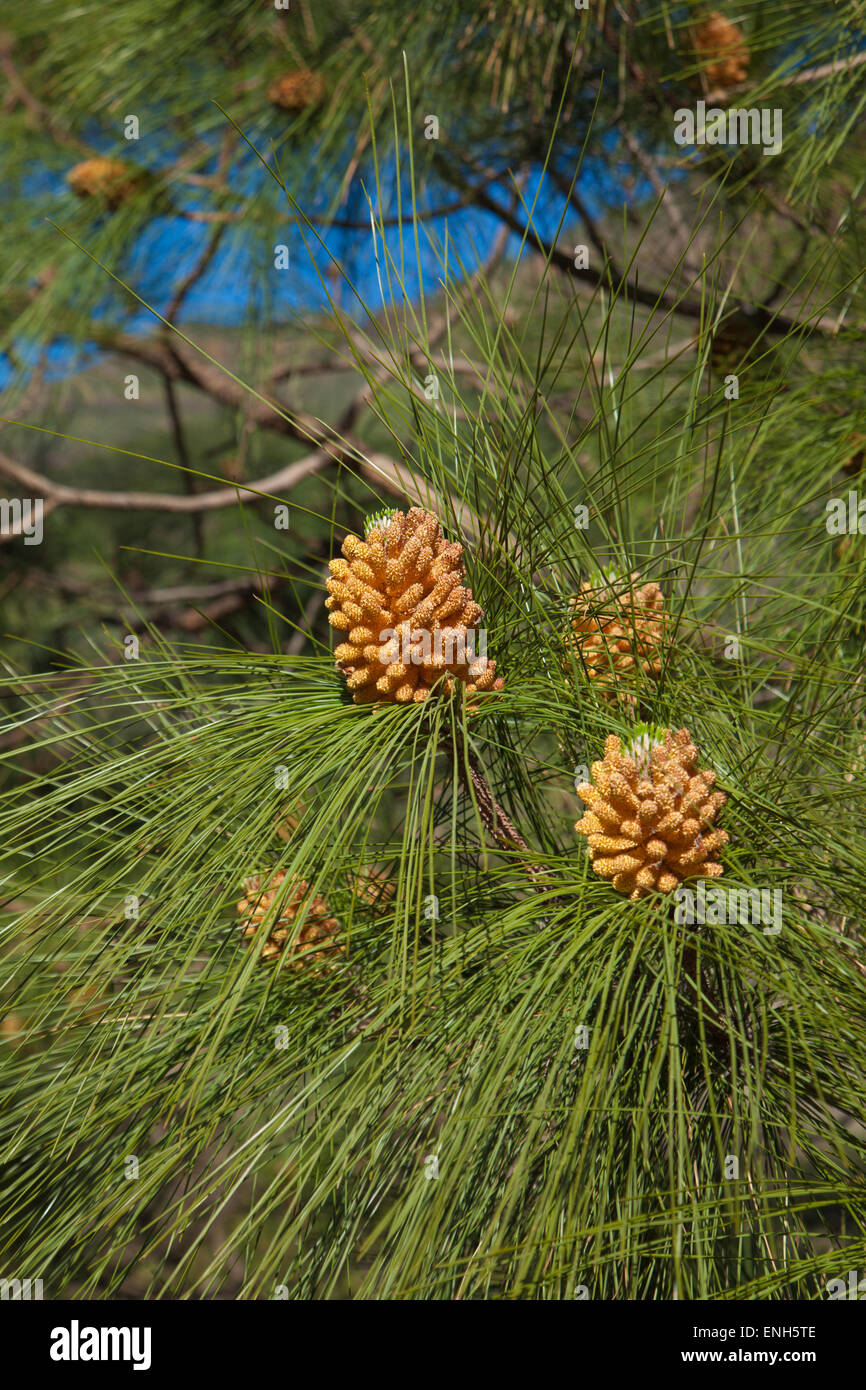 Pinus canariensi, Canarian Pine, male cones in spring Stock Photo