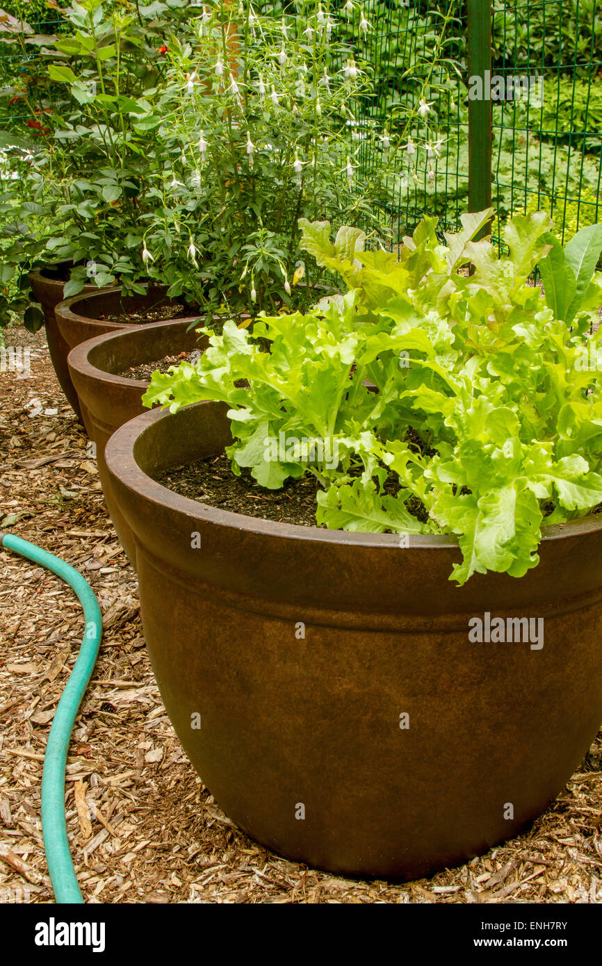 Container garden vegetables hires stock photography and images Alamy
