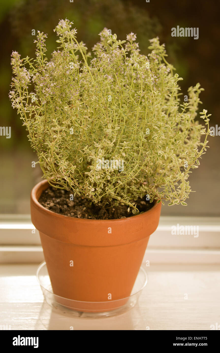 Clay pot of Silver Posie Thyme growing on a windowsill in Issaquah, Washington, USA Stock Photo