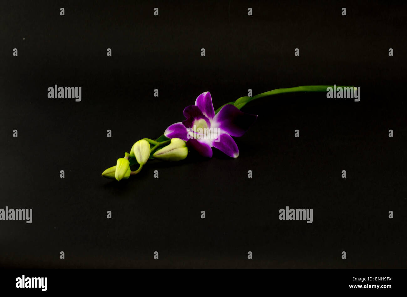 Purple orchid flowers border hi-res stock photography and images - Alamy