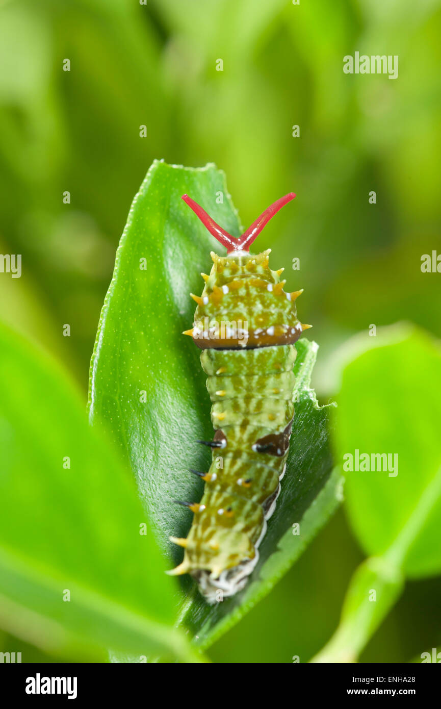 Orchard swallowtail butterfly caterpillar everting its osmeterium Stock Photo