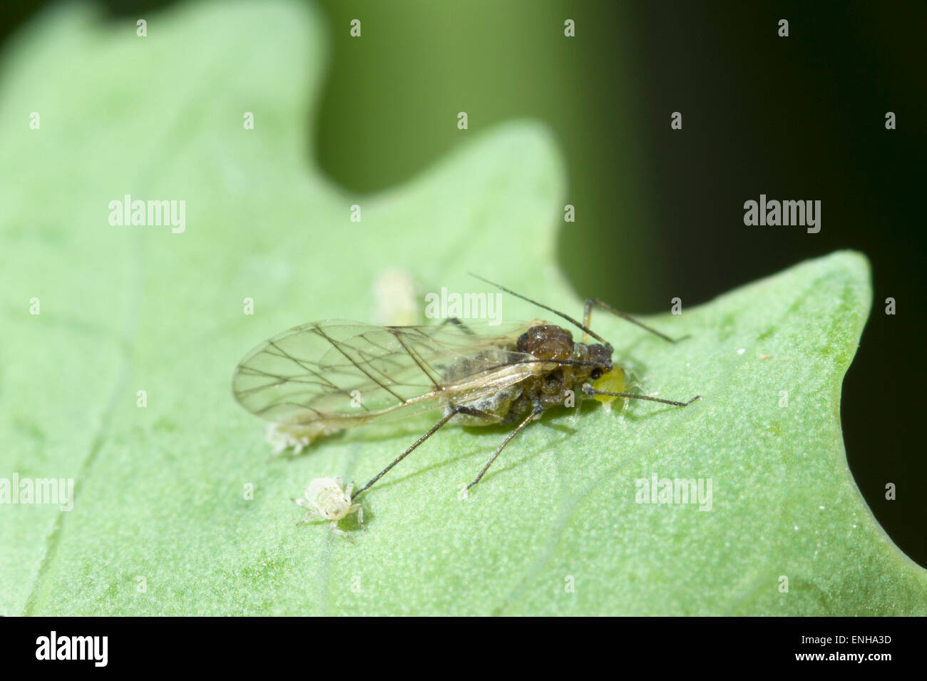 Cabbage aphids on broccoli Stock Photo Alamy