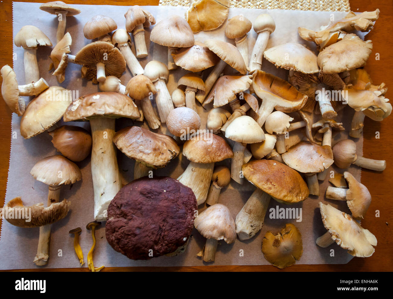 Autumn mushrooms Stock Photo