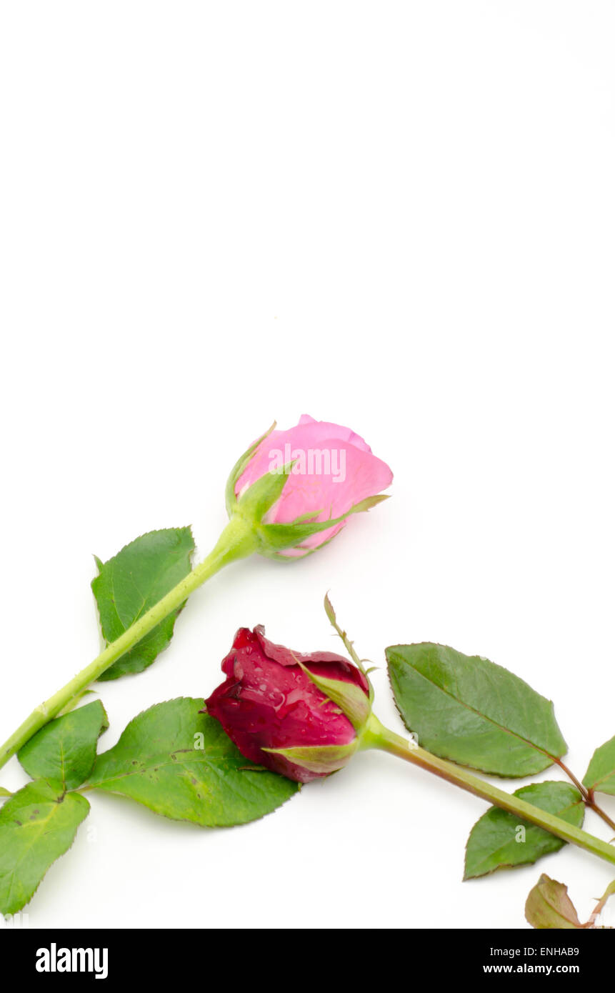 beautiful rose flower isolated on white background Stock Photo - Alamy
