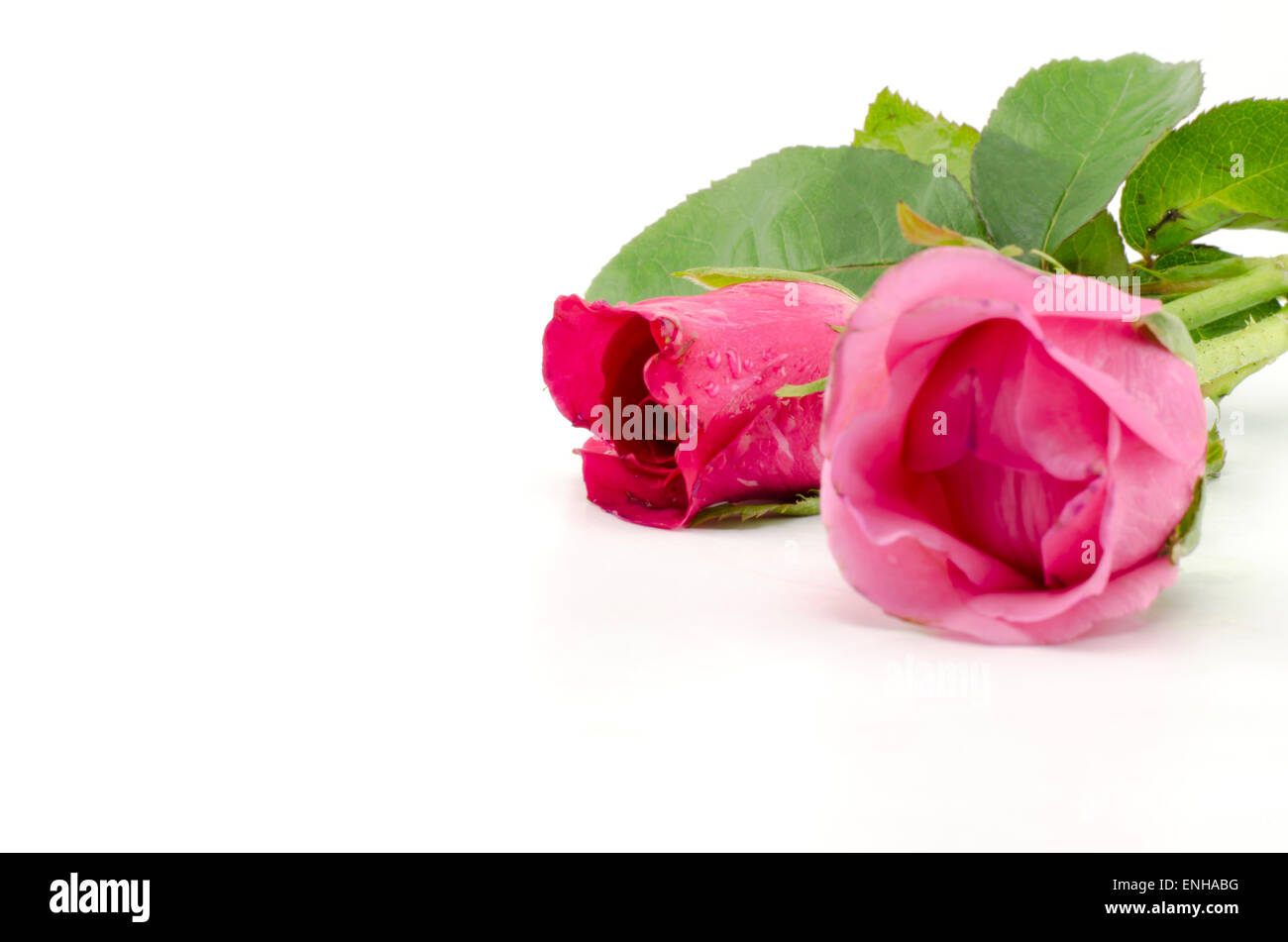 beautiful rose flower isolated on white background Stock Photo - Alamy