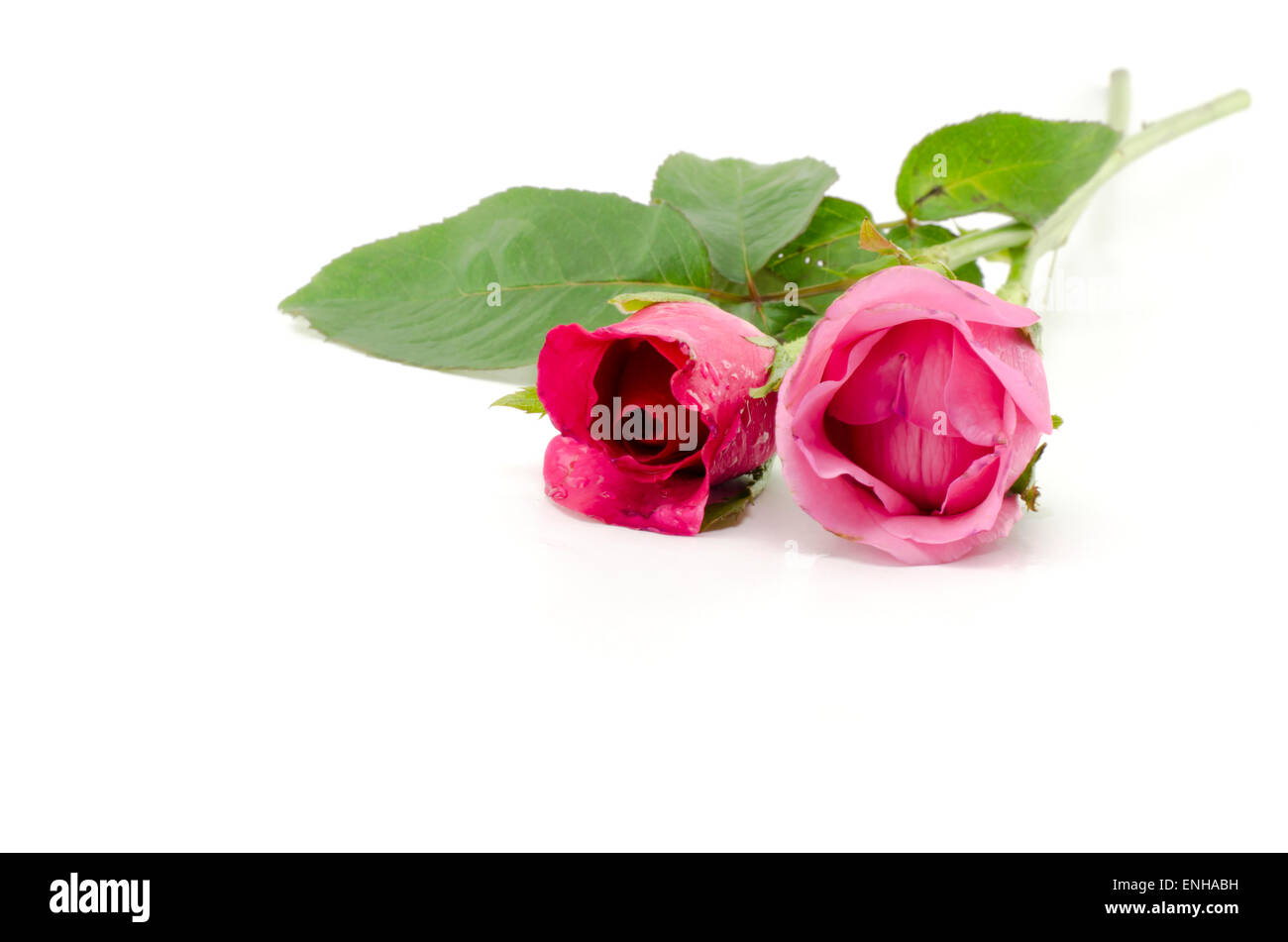 beautiful rose flower isolated on white background Stock Photo - Alamy