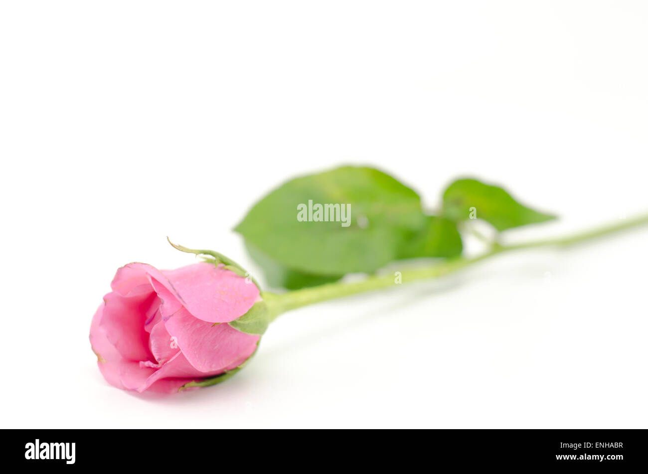 beautiful rose flower isolated on white background Stock Photo - Alamy