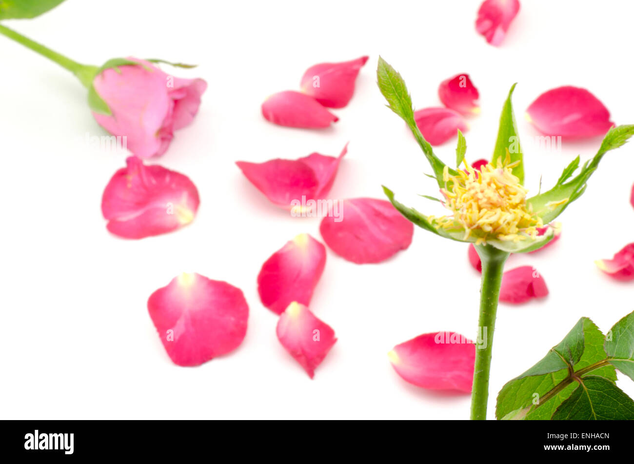 beautiful rose flower isolated on white background Stock Photo - Alamy