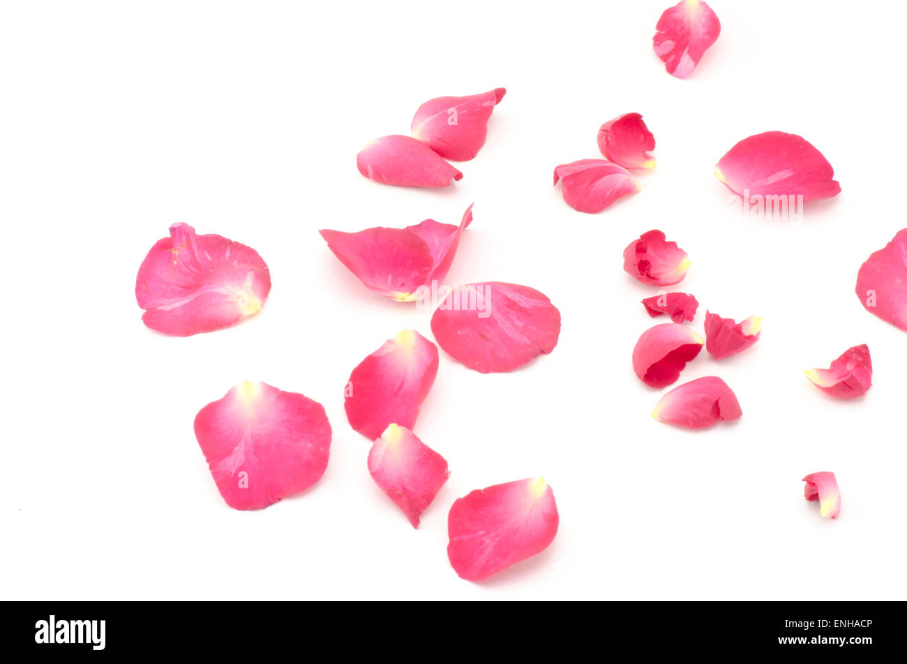 beautiful rose flower isolated on white background Stock Photo - Alamy