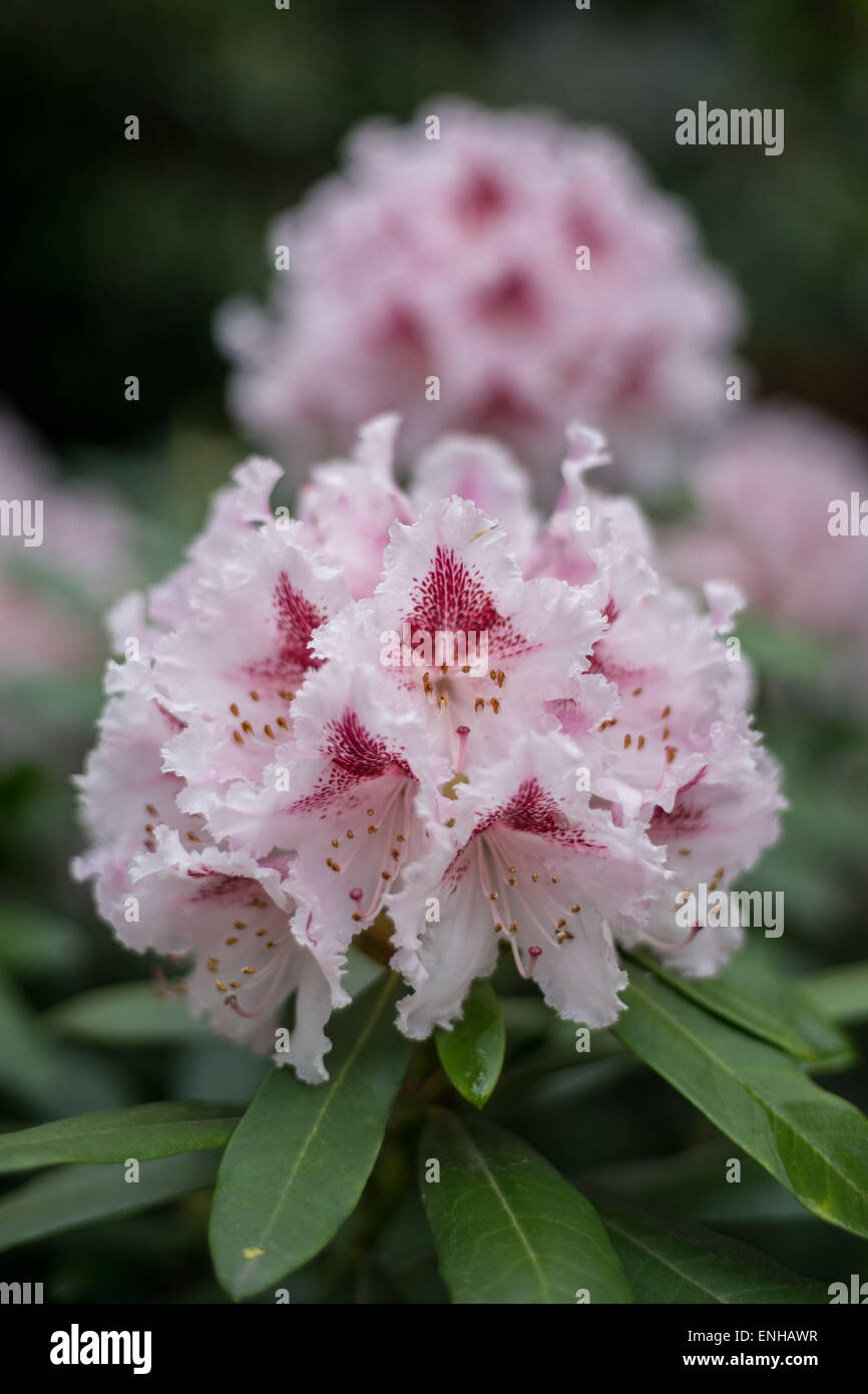 Pink Rhododendron flowers close up Adriaan Koster Stock Photo
