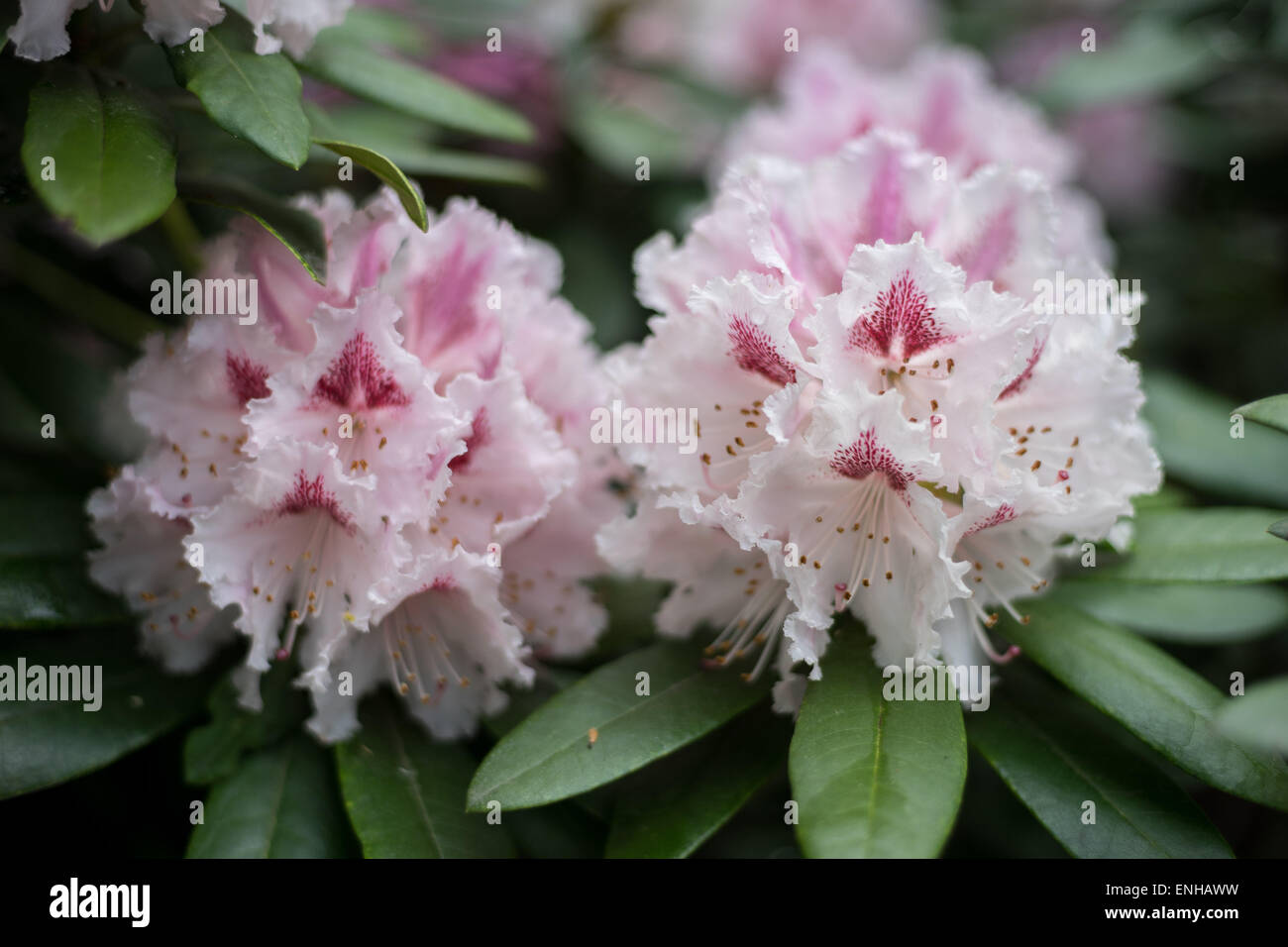 Pink Rhododendron flowers close up Adriaan Koster Stock Photo