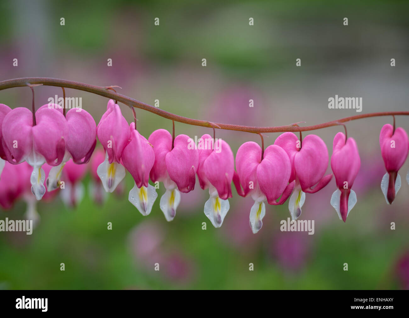 Bleeding heart flowers close up Lamprocapnos Dicentra spectabilis Stock Photo